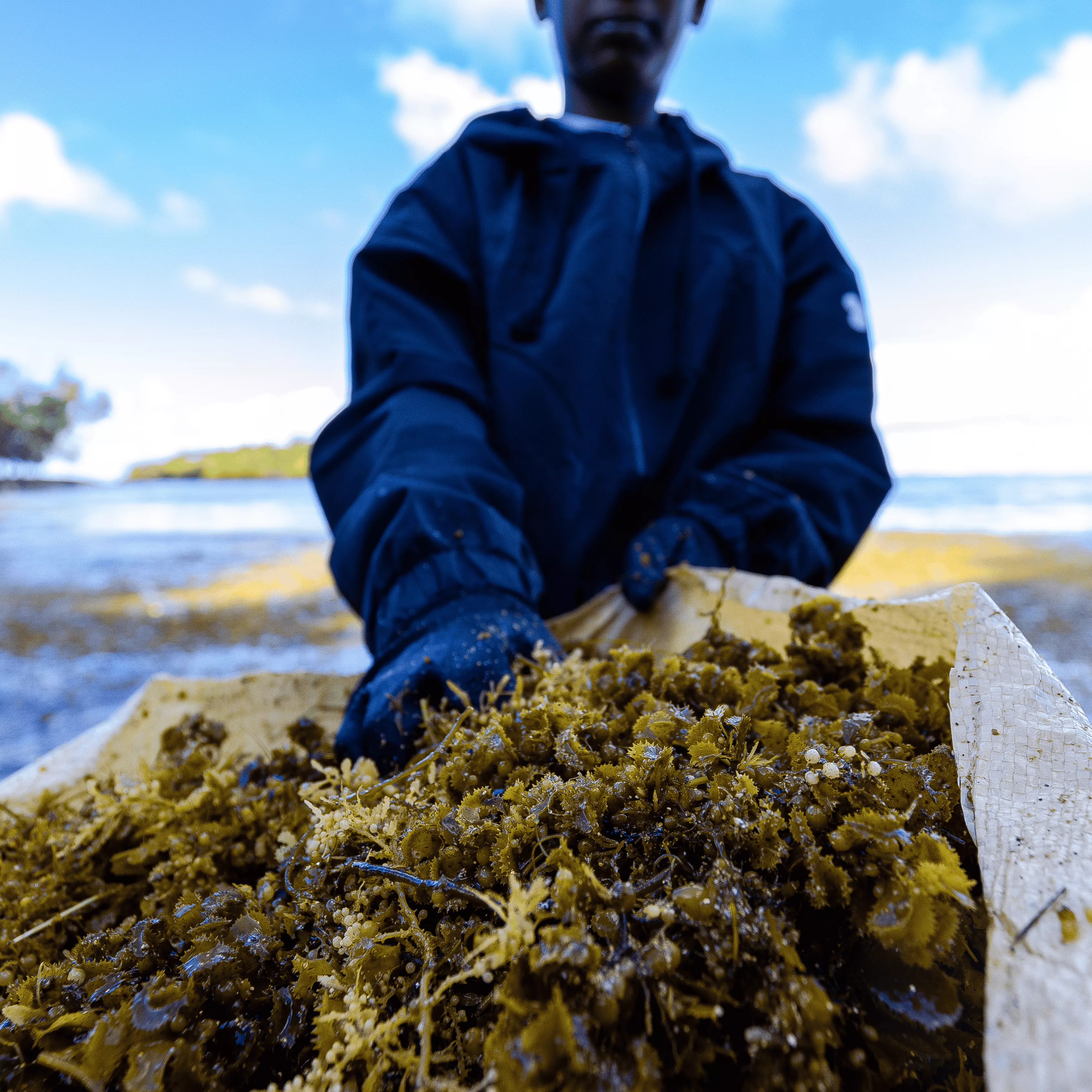 Sustainable harvesting of seaweed by hand for SeaLife Organics organic gardening compost