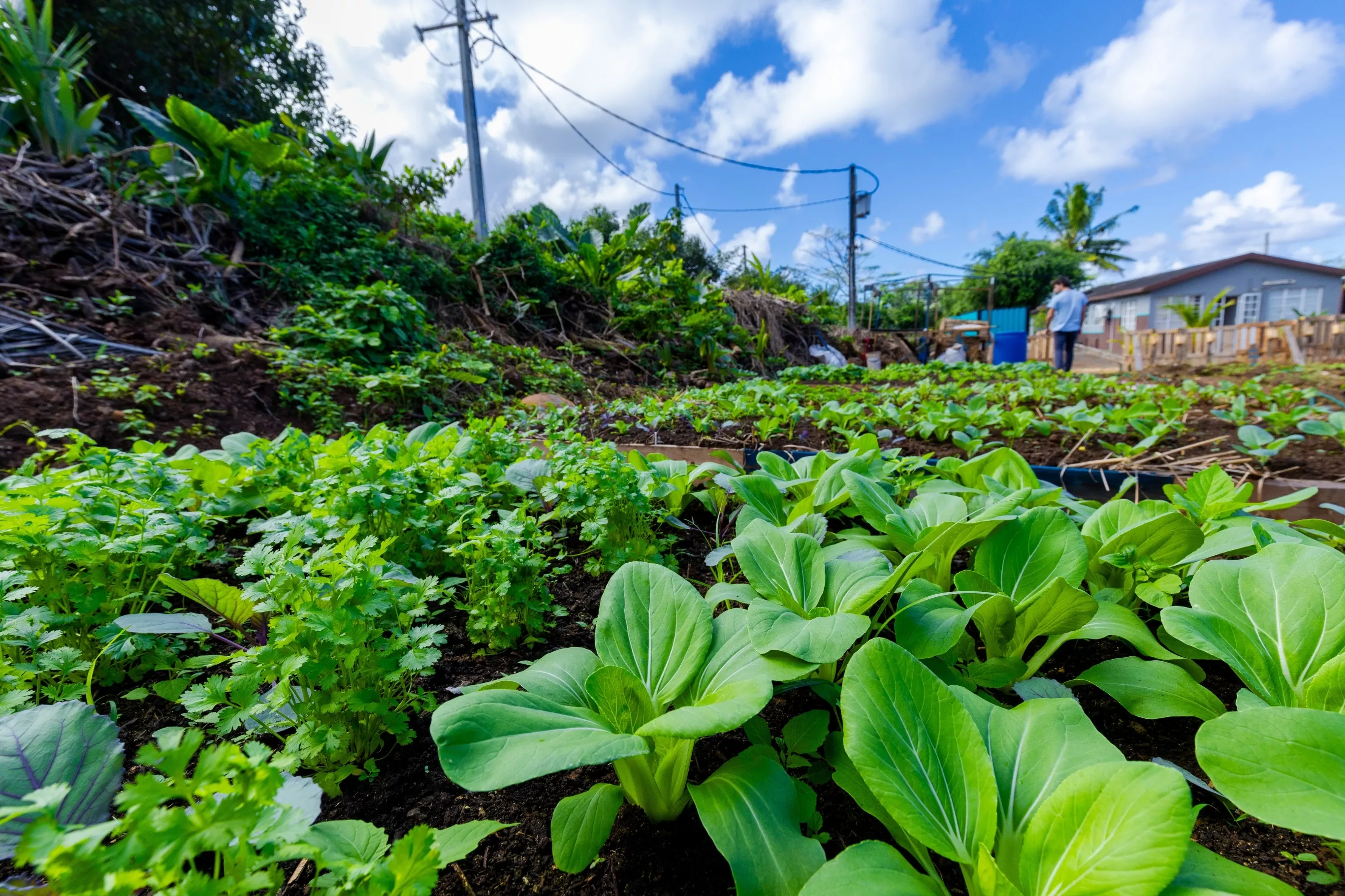 Lush green plants thriving in soil enriched with SeaLife Organics seaweed compost